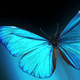 Illustration for article titled This butterfly could hold the secret to letting you see in the dark
